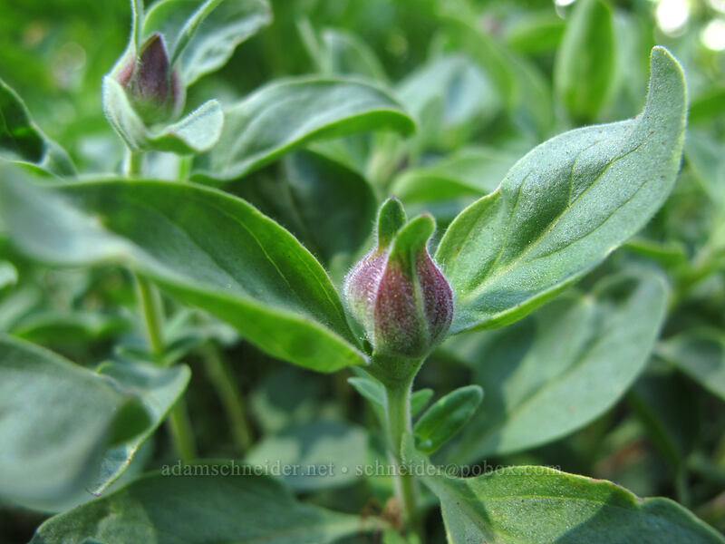 coyote mint, budding (Monardella odoratissima) [Brokeoff Mountain Trail, Lassen Volcanic National Park, Tehama County, California]