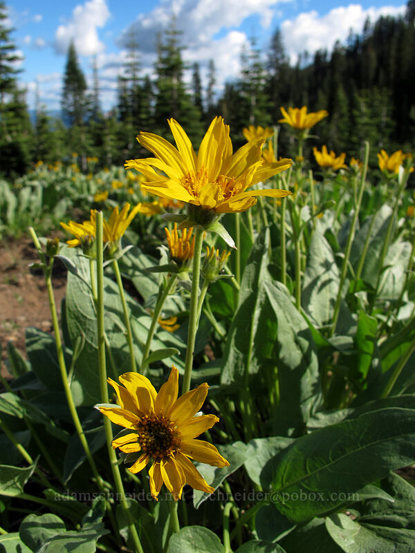 woolly mule's ears (Wyethia mollis) [Ridge Lakes Trailhead, Lassen Volcanic National Park, Shasta County, California]