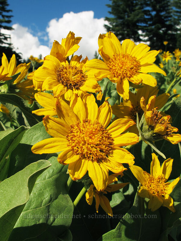 woolly mule's ears (Wyethia mollis) [Ridge Lakes Trailhead, Lassen Volcanic National Park, Shasta County, California]