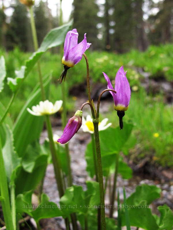 alpine shooting stars & marsh-marigolds (Dodecatheon alpinum (Primula tetrandra), Caltha biflora (Caltha leptosepala var. biflora)) [Summit Lake South Campground, Lassen Volcanic National Park, Shasta County, California]