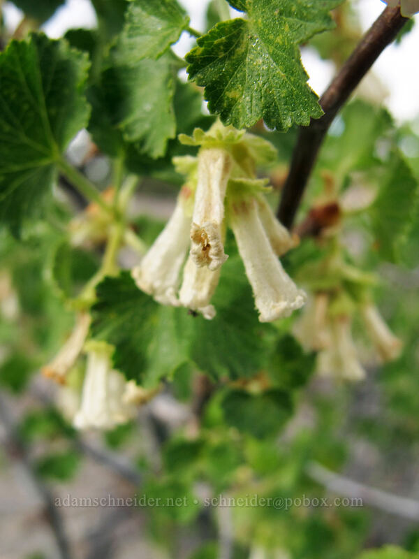 wax currant (Ribes cereum) [Hat Lake Trailhead, Lassen Volcanic National Park, Shasta County, California]