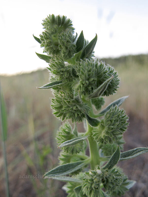 varied-leaf phacelia (Phacelia heterophylla) [Boles Street, Weed, Siskiyou County, California]