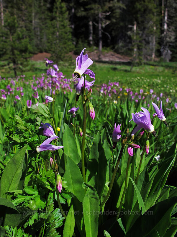 tall mountain shooting stars (Dodecatheon jeffreyi (Primula jeffreyi)) [Hand Lake Trailhead, Willamette National Forest, Lane County, Oregon]