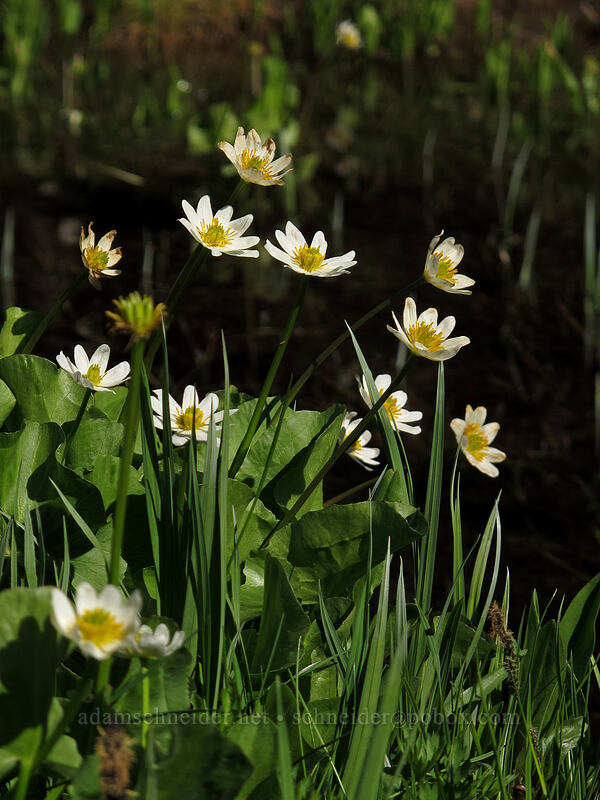 white marsh-marigolds (Caltha biflora (Caltha leptosepala var. biflora)) [Hand Lake Trailhead, Willamette National Forest, Lane County, Oregon]