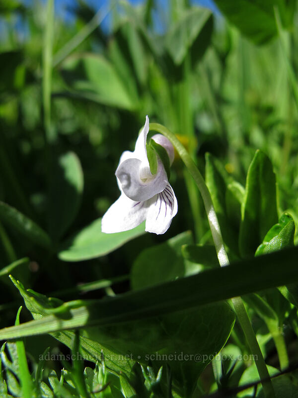 marsh violet (Viola palustris) [Hand Lake Trailhead, Willamette National Forest, Lane County, Oregon]