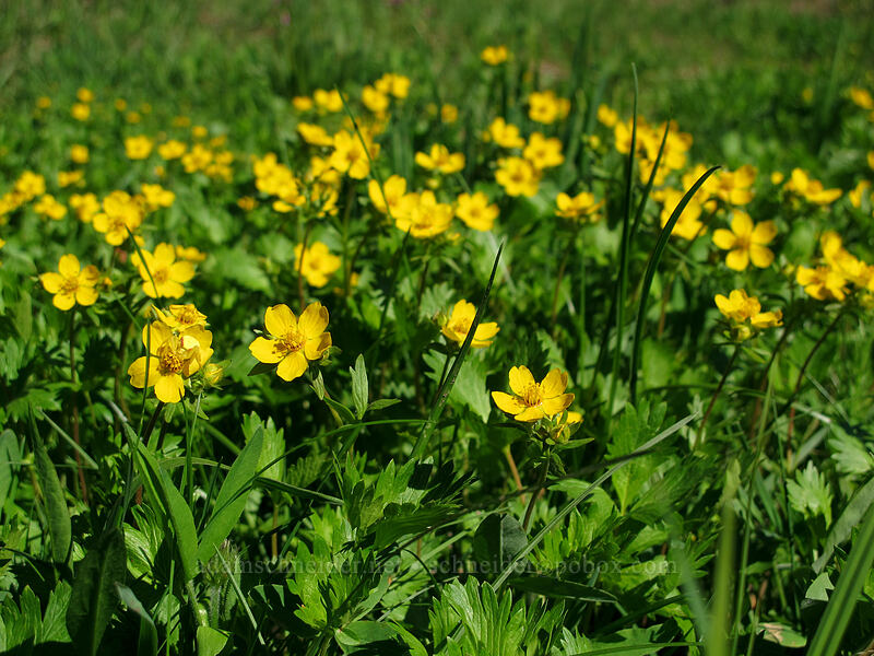 fan-leaf cinquefoil (Potentilla flabellifolia) [Hand Lake Trailhead, Willamette National Forest, Lane County, Oregon]