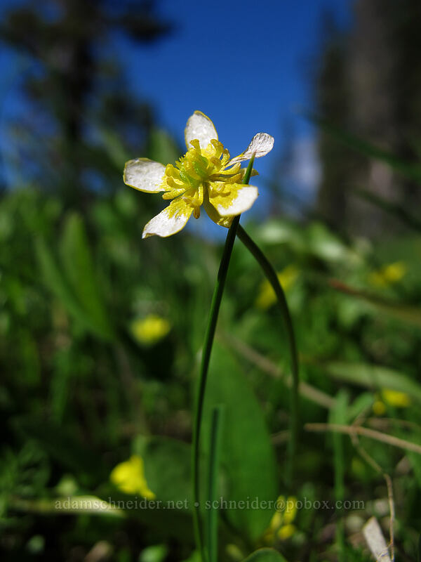 Gorman's buttercup (Ranunculus gormanii) [Hand Lake Trailhead, Willamette National Forest, Lane County, Oregon]