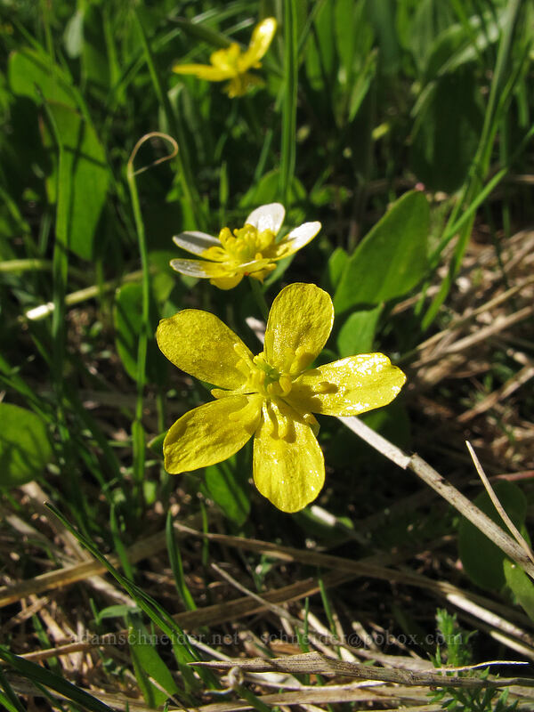 Gorman's buttercup (Ranunculus gormanii) [Hand Lake Trailhead, Willamette National Forest, Lane County, Oregon]