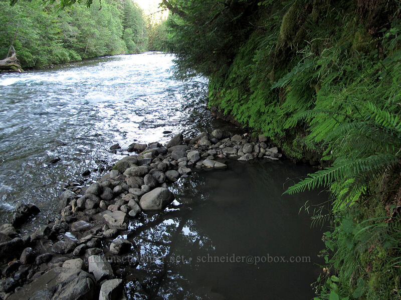 warm pool [Bigelow Hot Spring, Willamette National Forest, Lane County, Oregon]