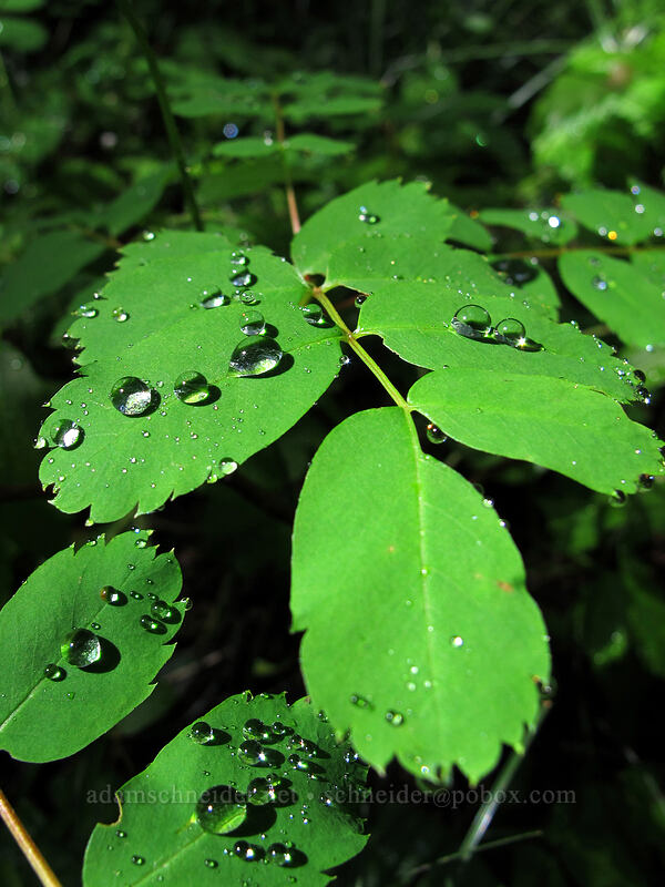 fog/dew on leaves [Bald Mountain Ridge, Mt. Hood Wilderness, Hood River County, Oregon]