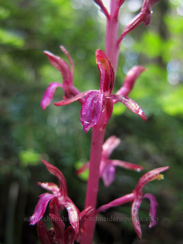 western coral-root orchid (Corallorhiza mertensiana) [Bald Mountain Ridge, Mt. Hood Wilderness, Hood River County, Oregon]