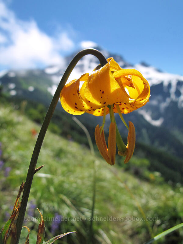 tiger lily & Mount Hood (Lilium columbianum) [Bald Mountain Ridge, Mt. Hood Wilderness, Clackamas County, Oregon]
