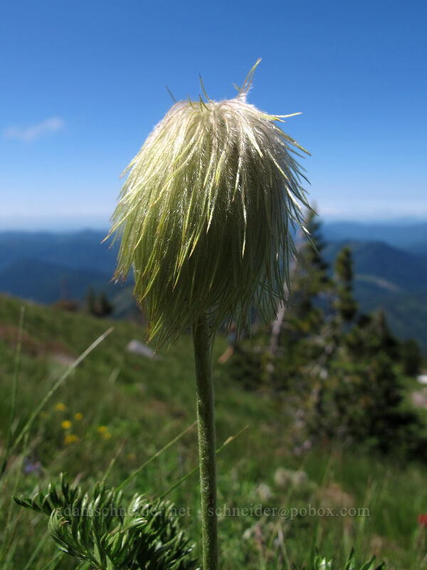 western pasqueflower (Anemone occidentalis (Pulsatilla occidentalis)) [McNeil Point, Mt. Hood Wilderness, Hood River County, Oregon]