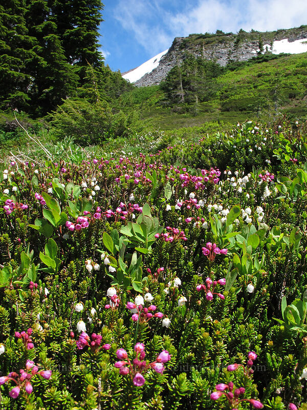 pink & white mountain heather (Phyllodoce empetriformis, Cassiope mertensiana) [McNeil Point Trail, Mt. Hood Wilderness, Hood River County, Oregon]