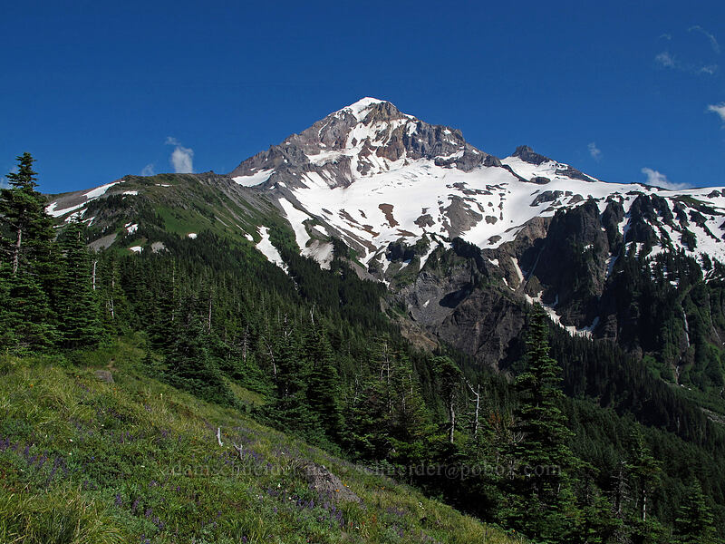 Mount Hood [Bald Mountain Ridge, Mt. Hood Wilderness, Clackamas County, Oregon]