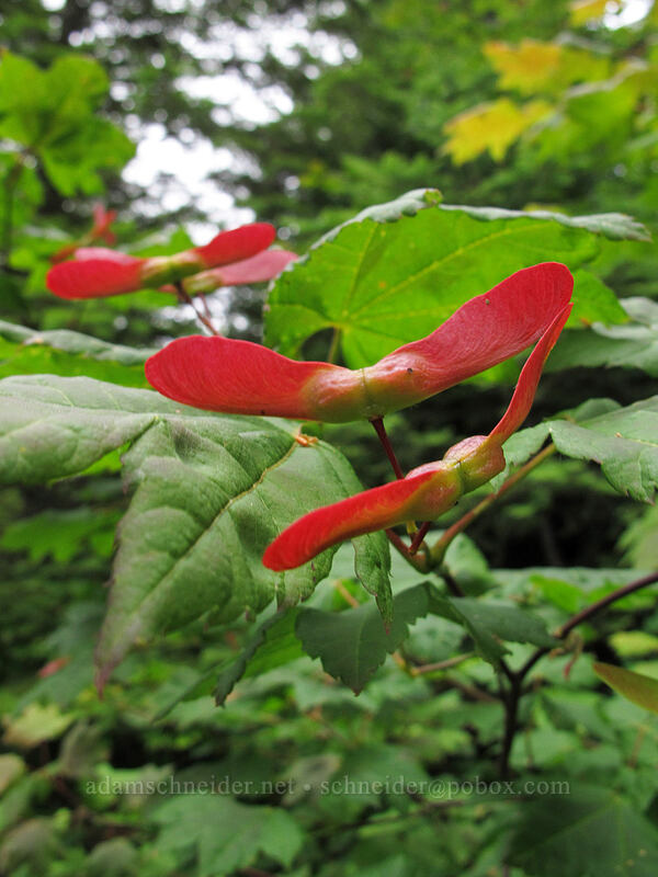 vine maple seeds (Acer circinatum) [Grouse Vista Trail, Yacolt Burn State Forest, Clark County, Washington]