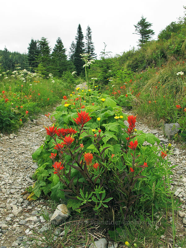 scarlet paintbrush in the middle of the trail (Castilleja miniata) [Grouse Vista Trail, Yacolt Burn State Forest, Clark County, Washington]