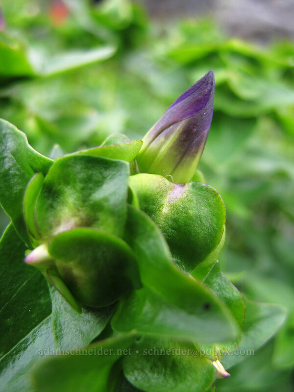 explorer's gentian, budding (Gentiana calycosa) [Grouse Vista Trail, Gifford Pinchot Nat'l Forest, Clark County, Washington]