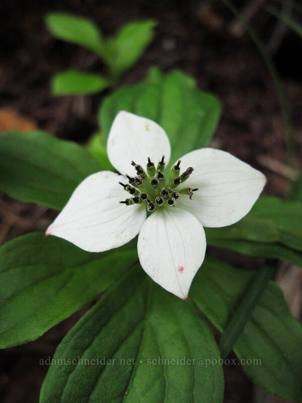 bunchberry flower (Cornus unalaschkensis (Cornus canadensis)) [Grouse Vista Trail, Gifford Pinchot Nat'l Forest, Skamania County, Washington]