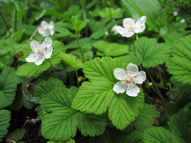 dwarf brambles (Rubus lasiococcus) [Grouse Vista Trail, Gifford Pinchot Nat'l Forest, Skamania County, Washington]