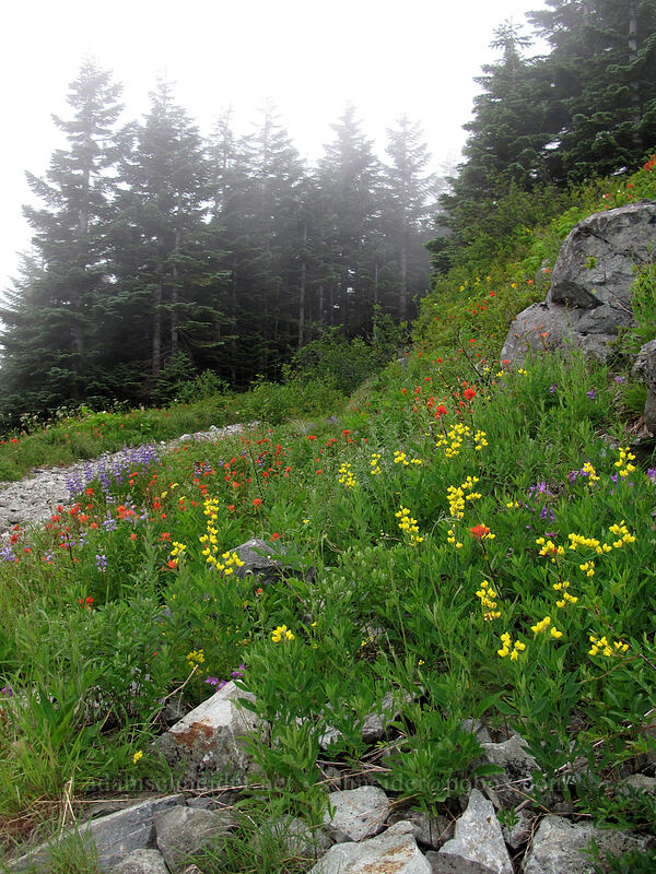 golden pea, paintbrush, & lupines (Thermopsis montana, Castilleja miniata, Lupinus latifolius) [Silver Star Mountain Trail, Gifford Pinchot Nat'l Forest, Skamania County, Washington]