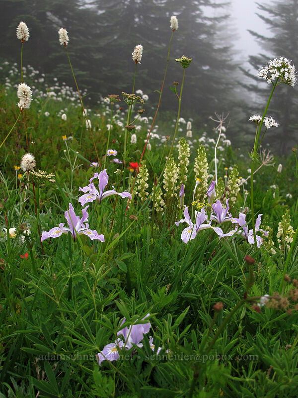 Oregon iris, western bistort, & coiled-beak lousewort (Iris tenax, Bistorta bistortoides (Polygonum bistortoides), Pedicularis contorta) [Silver Star Mountain summit, Gifford Pinchot Nat'l Forest, Skamania County, Washington]