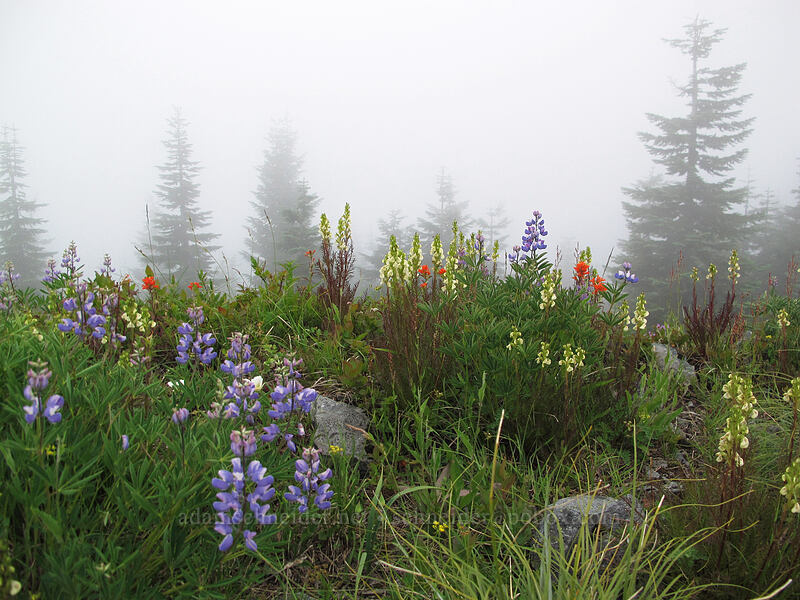 lupines, paintbrush, lousewort (Lupinus latifolius, Castilleja sp., Pedicularis contorta) [Silver Star Mountain summit, Gifford Pinchot Nat'l Forest, Skamania County, Washington]