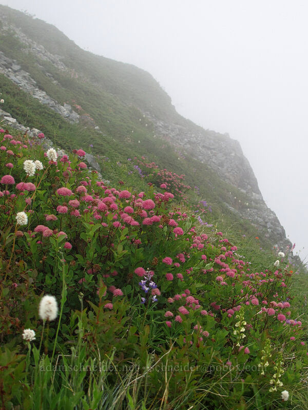 spirea on the edge of the mountain (Spiraea splendens (Spiraea densiflora)) [Silver Star Mountain summit, Gifford Pinchot Nat'l Forest, Skamania County, Washington]