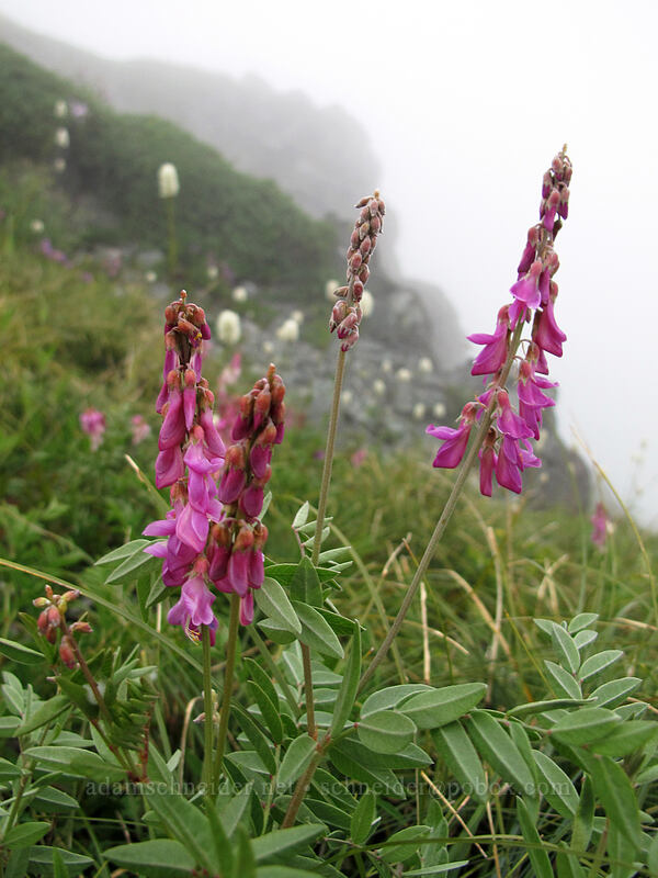 western sweet-vetch (Hedysarum occidentale) [Silver Star Mountain summit, Gifford Pinchot Nat'l Forest, Skamania County, Washington]