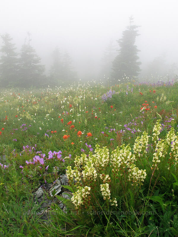 lousewort & other wildflowers (Pedicularis contorta, Penstemon cardwellii, Castilleja miniata, Bistorta bistortoides (Polygonum bistortoides), Achillea millefolium) [Silver Star Mountain summit, Gifford Pinchot Nat'l Forest, Skamania County, Washington]