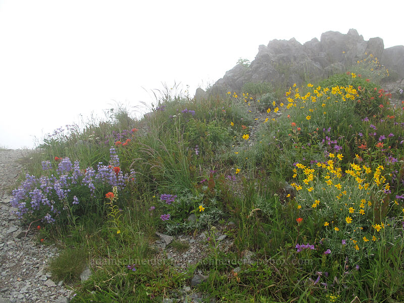 wildflowers (Lupinus latifolius, Castilleja sp., Eriophyllum lanatum, Penstemon cardwellii, Phlox diffusa, Achillea millefolium, Erigeron glacialis var. glacialis) [Silver Star Mountain summit, Gifford Pinchot Nat'l Forest, Skamania County, Washington]