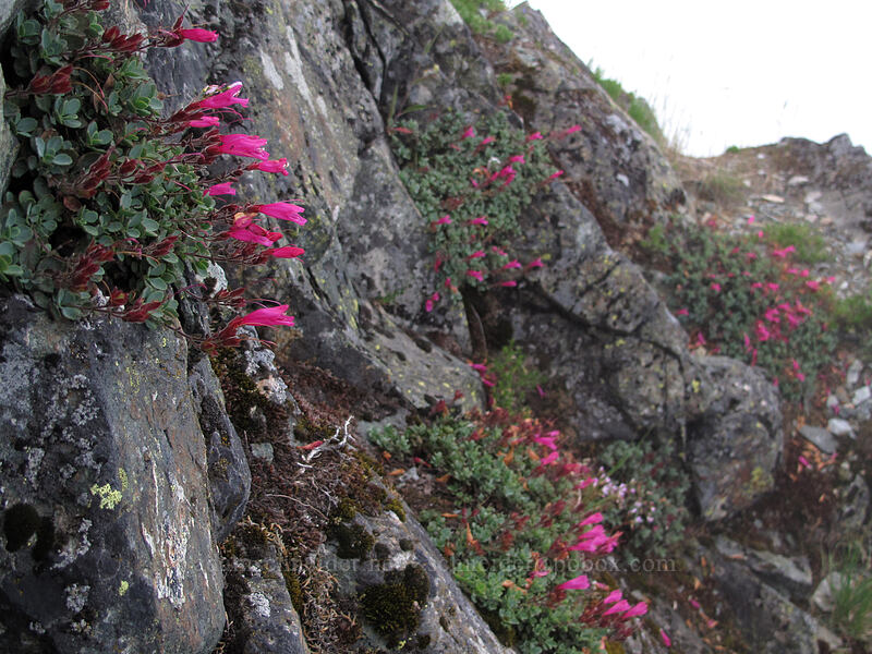 rock penstemon just below the summit (Penstemon rupicola) [Silver Star Mountain summit, Gifford Pinchot Nat'l Forest, Skamania County, Washington]