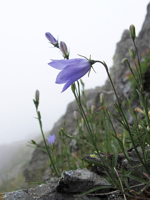 harebells (Campanula petiolata (Campanula rotundifolia)) [Silver Star Mountain summit, Gifford Pinchot Nat'l Forest, Skamania County, Washington]