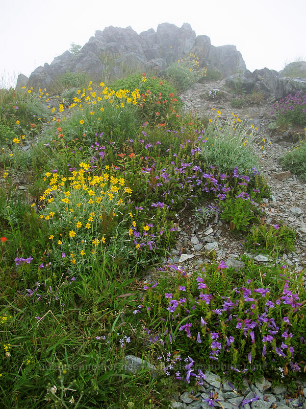 Oregon sunshine, penstemon, & paintbrush (Eriophyllum lanatum, Penstemon cardwellii, Castilleja sp.) [Silver Star Mountain summit, Gifford Pinchot Nat'l Forest, Skamania County, Washington]