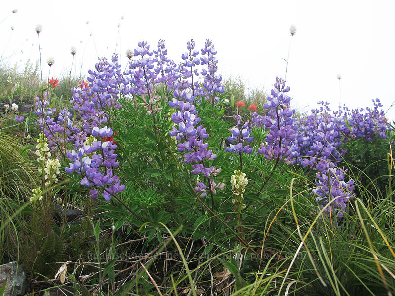 wildflowers (Lupinus latifolius, Pedicularis contorta, Castilleja sp., Bistorta bistortoides (Polygonum bistortoides)) [Silver Star Mountain summit, Gifford Pinchot Nat'l Forest, Skamania County, Washington]