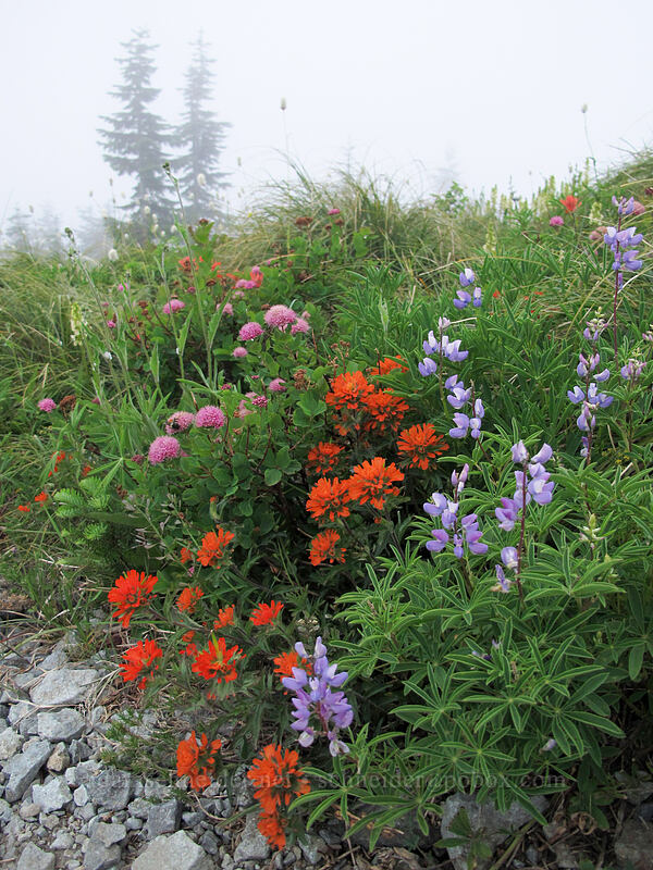 lupines, paintbrush, & spirea (Lupinus latifolius, Castilleja hispida, Spiraea densiflora (Spiraea splendens)) [Silver Star Mountain summit, Gifford Pinchot Nat'l Forest, Skamania County, Washington]