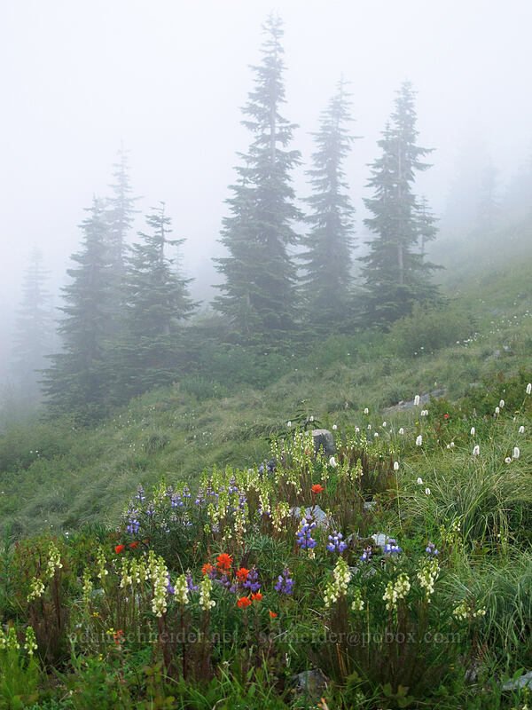 lupines, paintbrush, lousewort, & bistort (Lupinus latifolius, Castilleja sp., Pedicularis contorta, Bistorta bistortoides (Polygonum bistortoides)) [Silver Star Mountain summit, Gifford Pinchot Nat'l Forest, Skamania County, Washington]