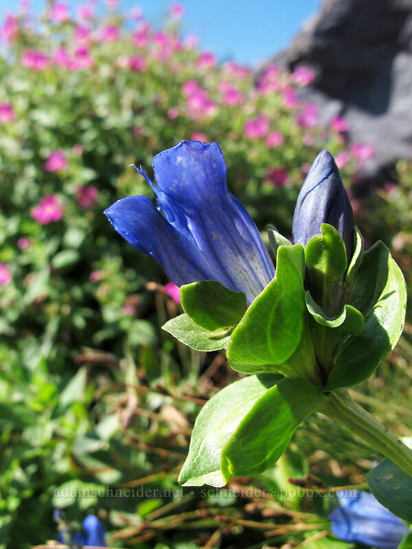 explorer's gentian & Lewis' monkeyflower (Gentiana calycosa, Erythranthe lewisii (Mimulus lewisii)) [Timberline Trail, Mt. Hood Wilderness, Hood River County, Oregon]