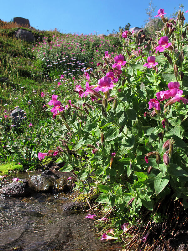 Lewis' monkeyflower (Erythranthe lewisii (Mimulus lewisii)) [Timberline Trail, Mt. Hood Wilderness, Hood River County, Oregon]