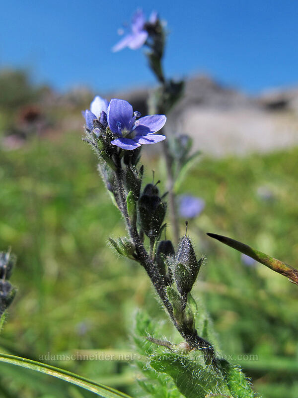 alpine speedwell (Veronica wormskjoldii) [Timberline Trail, Mt. Hood Wilderness, Hood River County, Oregon]