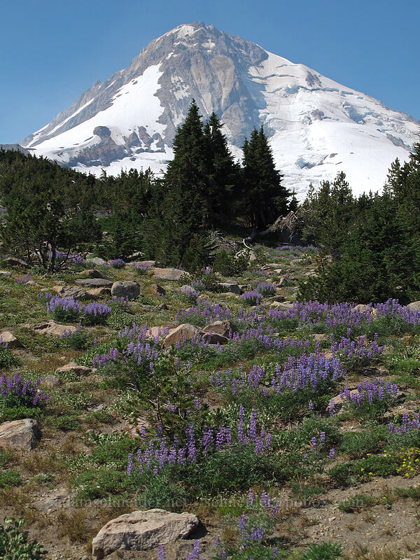 Mount Hood & lupines (Lupinus latifolius) [Timberline Trail, Mt. Hood Wilderness, Hood River County, Oregon]