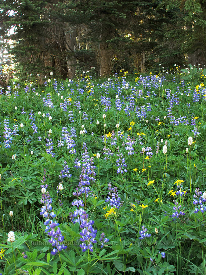 lupines, bistort, & arnica (Lupinus latifolius, Bistorta bistortoides (Polygonum bistortoides), Arnica sp.) [Goat Ridge Trail, Goat Rocks Wilderness, Lewis County, Washington]