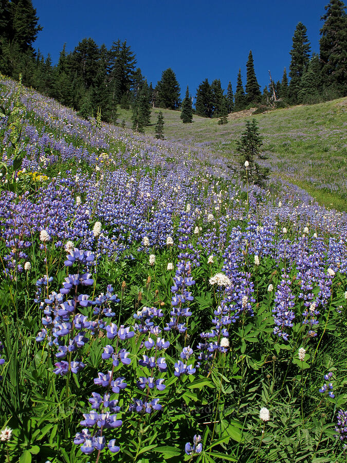 lupines & western bistort (Lupinus latifolius, Polygonum bistortoides) [Goat Ridge Trail, Goat Rocks Wilderness, Lewis County, Washington]