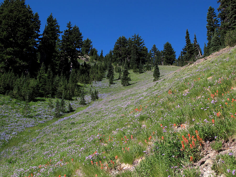 asters, paintbrush, & lupines (Doellingeria ledophylla (Eucephalus ledophyllus) (Aster ledophyllus), Castilleja miniata, Lupinus latifolius) [Goat Ridge Trail, Goat Rocks Wilderness, Lewis County, Washington]