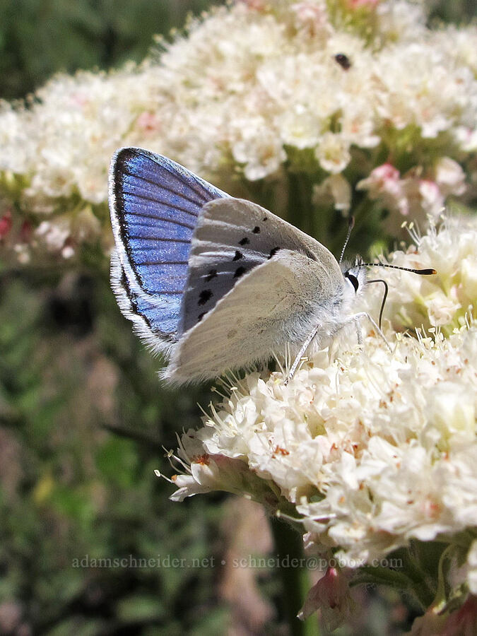 blue copper butterfly on heart-leaf buckwheat (Lycaena heteronea (Tharsalea heteronea), Eriogonum compositum) [Goat Ridge Trail, Goat Rocks Wilderness, Lewis County, Washington]