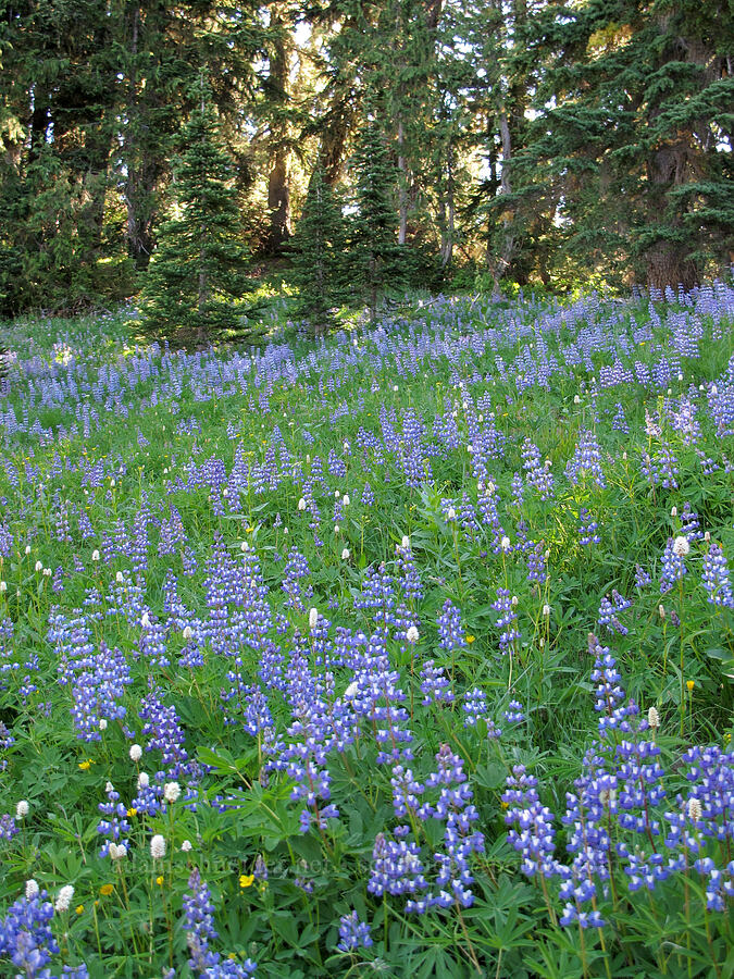 lupines (Lupinus latifolius) [Goat Ridge Trail, Goat Rocks Wilderness, Lewis County, Washington]
