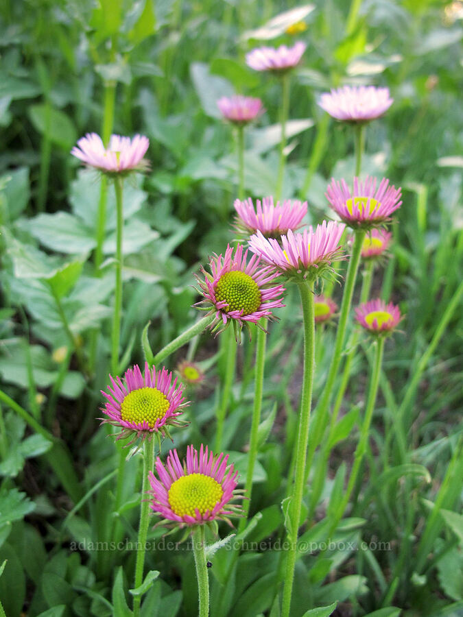 subalpine fleabane (Erigeron glacialis var. glacialis) [Goat Ridge Trail, Goat Rocks Wilderness, Lewis County, Washington]