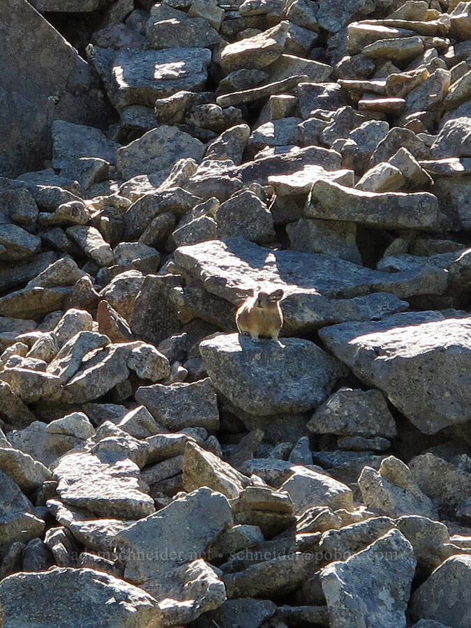 pika in a rockpile (Ochotona princeps fenisex) [Goat Ridge Trail, Goat Rocks Wilderness, Lewis County, Washington]