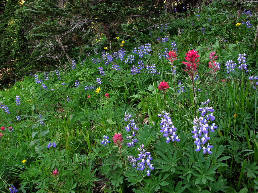 lupine & paintbrush (Lupinus latifolius, Castilleja parviflora var. oreopola) [Goat Ridge Trail, Goat Rocks Wilderness, Lewis County, Washington]