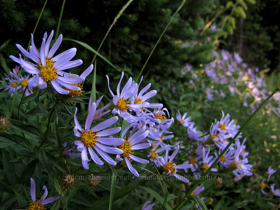 Cascade asters (Doellingeria ledophylla (Eucephalus ledophyllus) (Aster ledophyllus)) [Goat Ridge Trail, Goat Rocks Wilderness, Lewis County, Washington]
